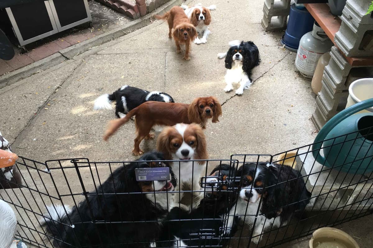 Cavalier King Charles Spaniel Puppies 06.06.2026 breeder image 18