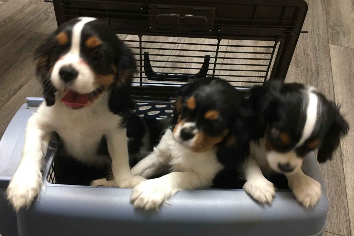 Cavalier King Charles Spaniel Puppies 06.06.2026 breeder image 20