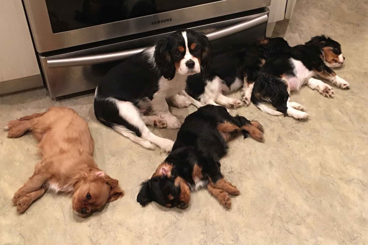 Cavalier King Charles Spaniel Puppies 06.06.2026 breeder image 21