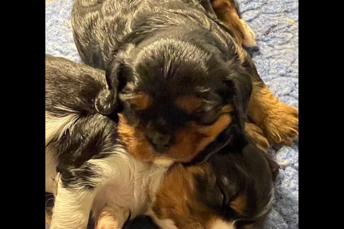 Cavalier King Charles Spaniel Puppies 06.06.2026 breeder image 23
