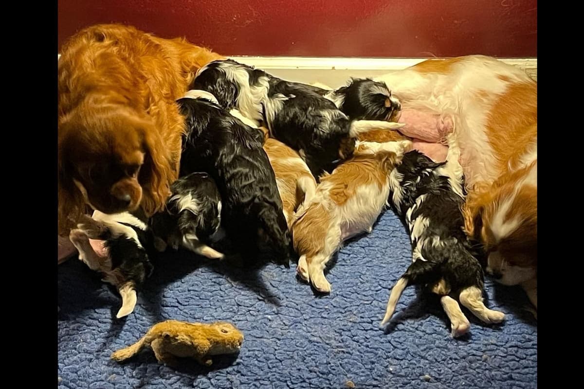 Cavalier King Charles Spaniel Puppies 06.06.2026 breeder image 24