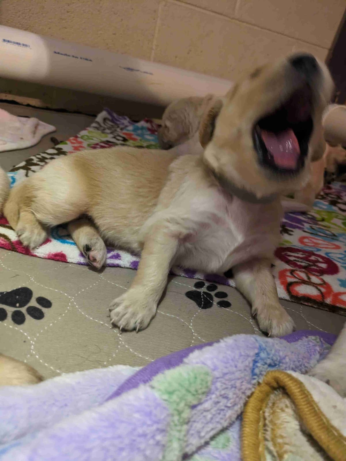 Golden Retriever Puppies breeder image 6