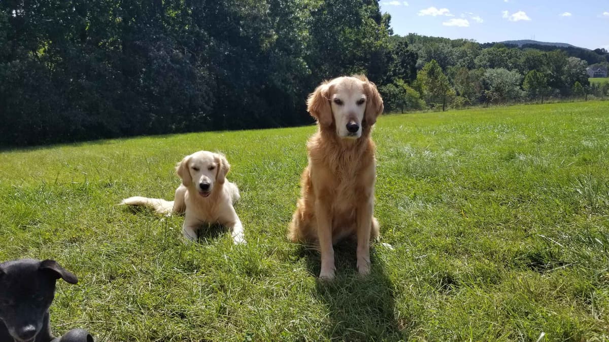 Golden Retriever Puppies breeder image 8