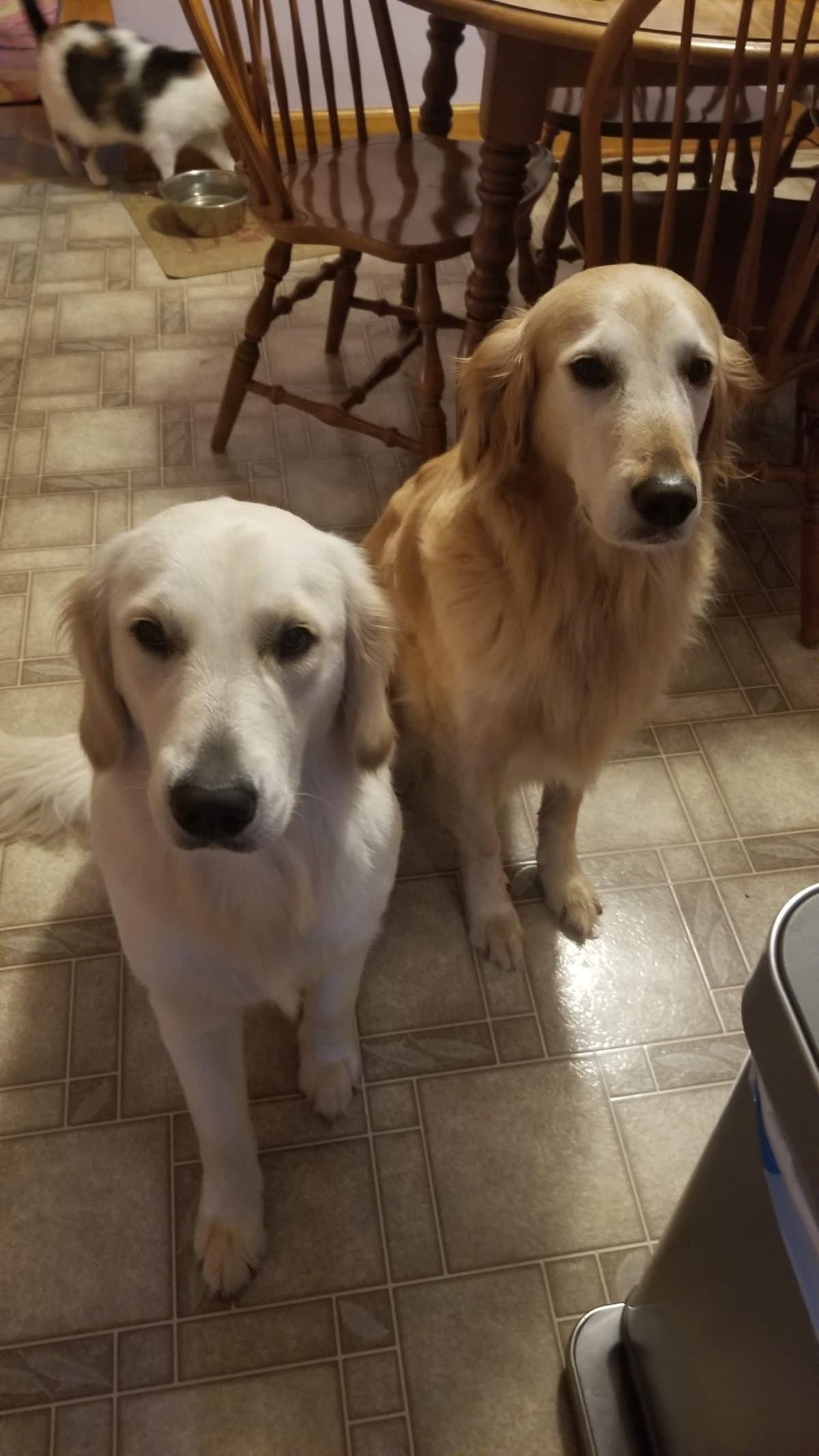 Golden Retriever Puppies breeder image 9