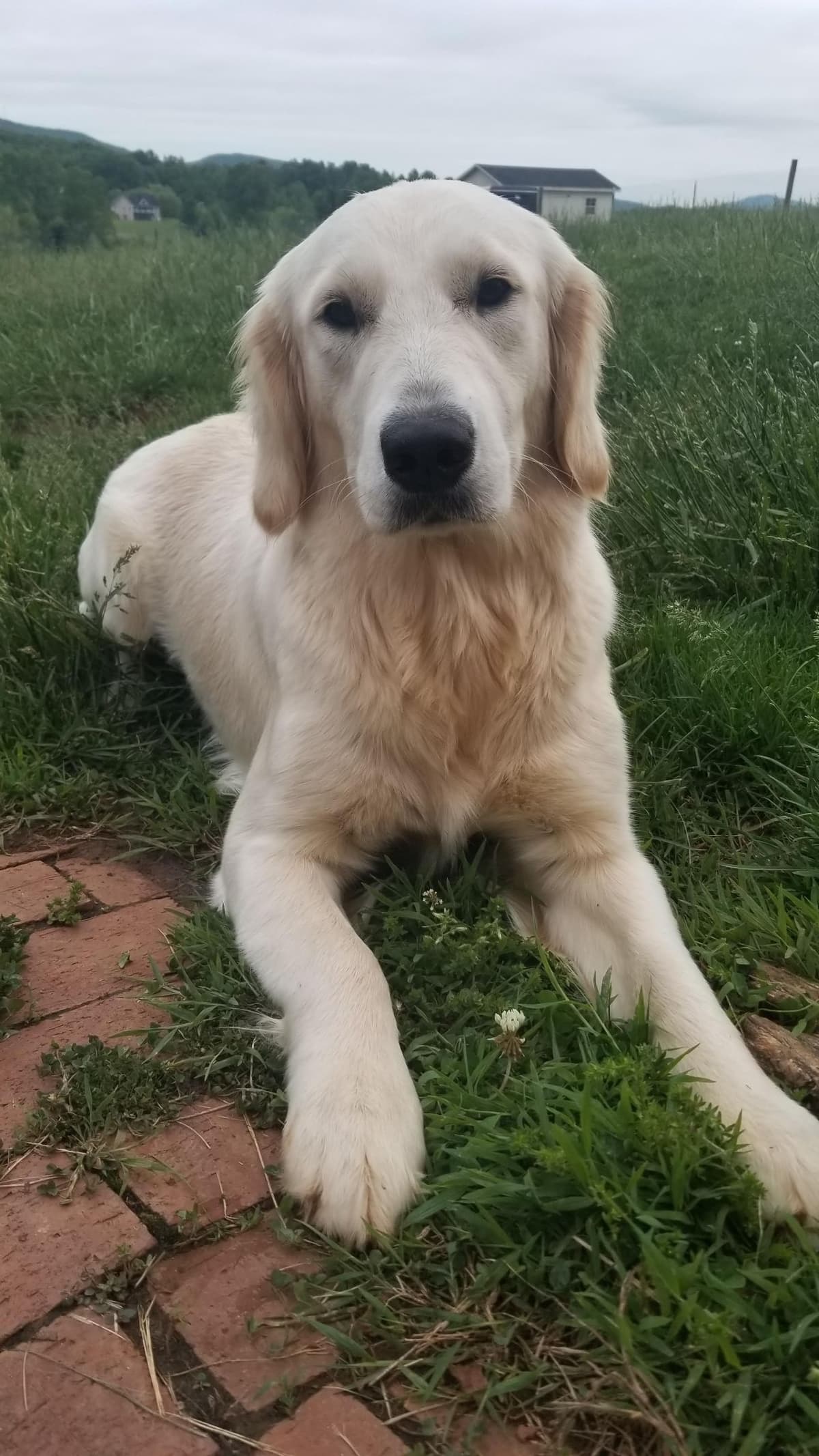 Golden Retriever Puppies breeder image 10