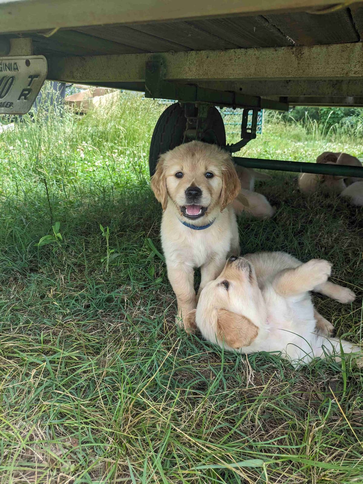 Golden Retriever Puppies breeder image 12