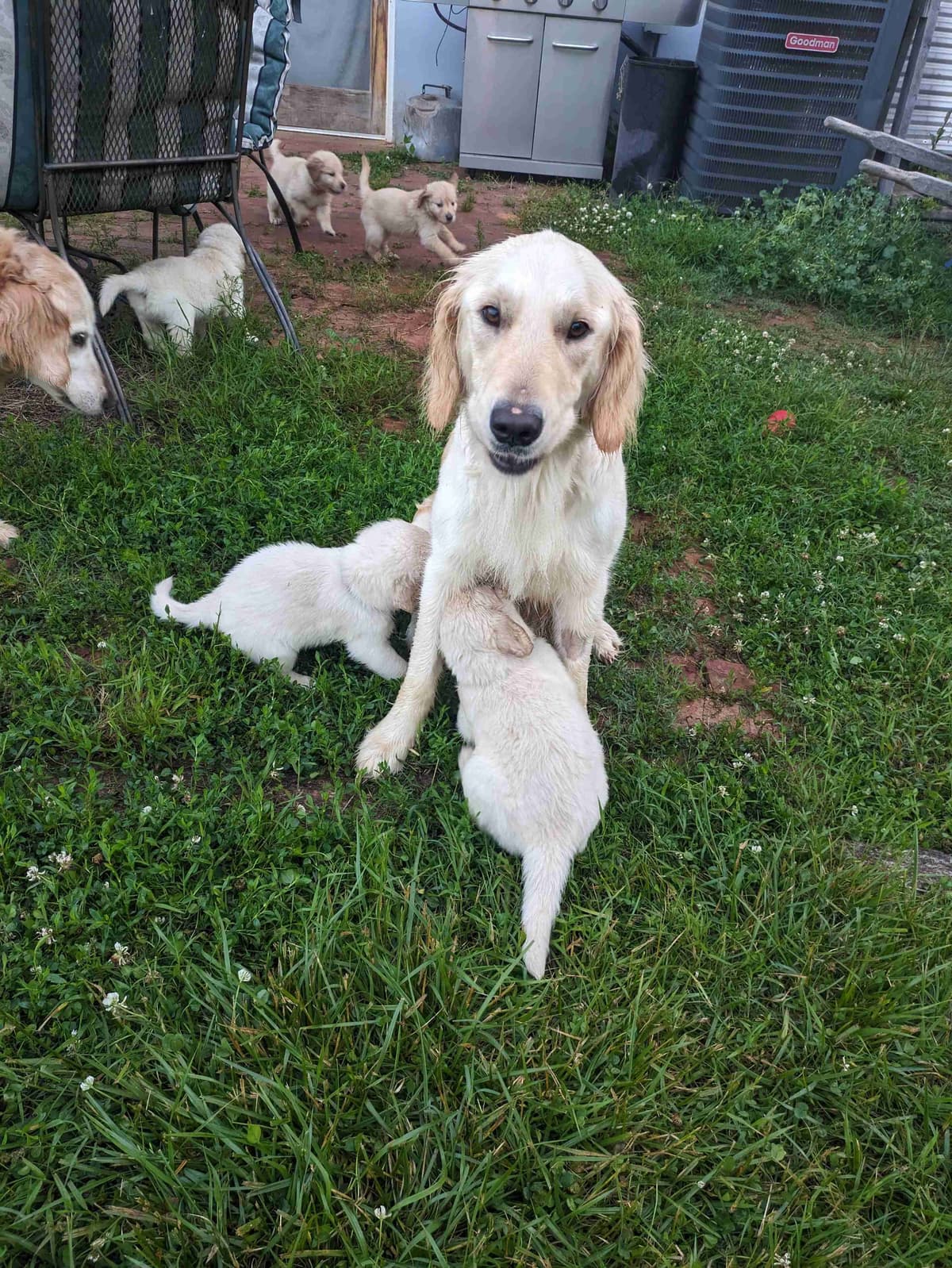 Golden Retriever Puppies breeder image 1