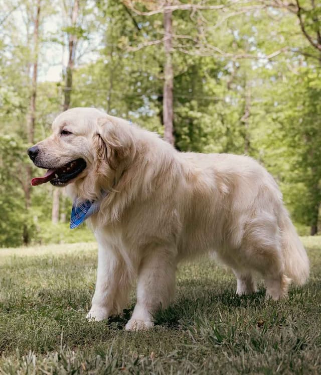 Golden Retriever Puppies media 3