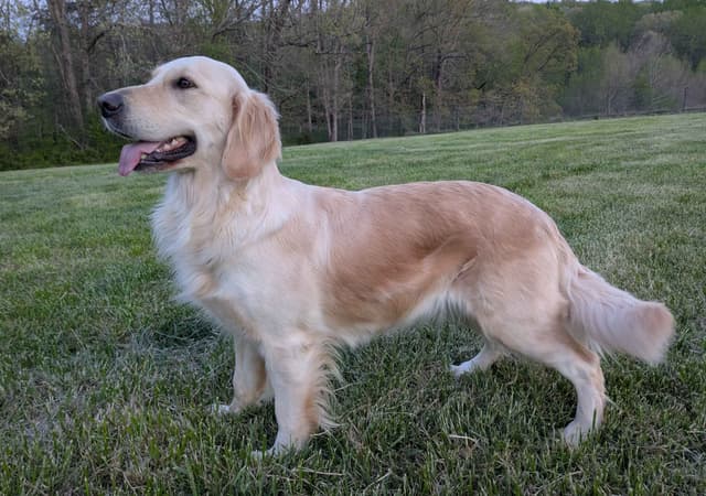 Golden Retriever Puppies media 2