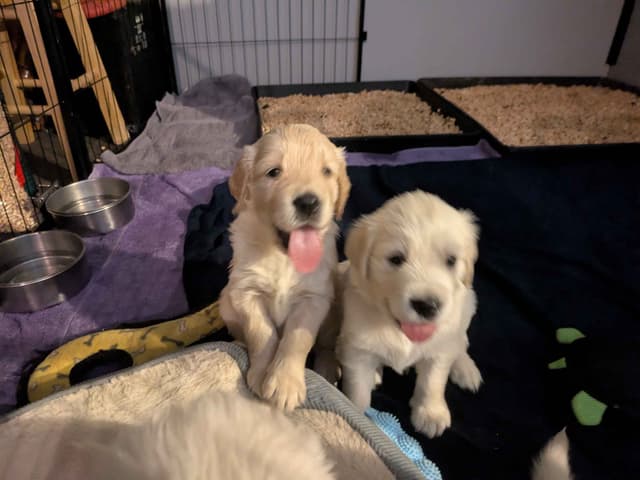 Golden Retriever Puppies media 4