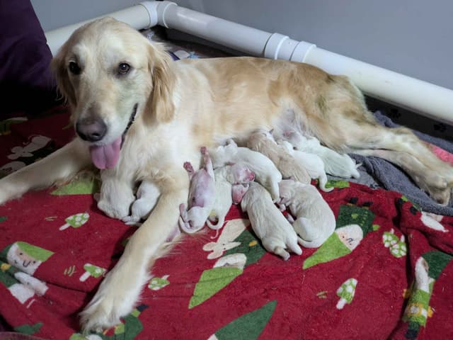 Golden Retriever Puppies media 5