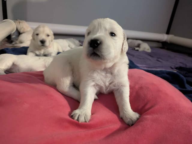 Golden Retriever Puppies media 6