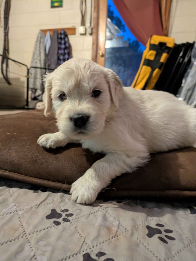 Golden Retriever Puppies media 8