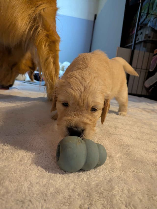 Golden Retriever Puppies media 9