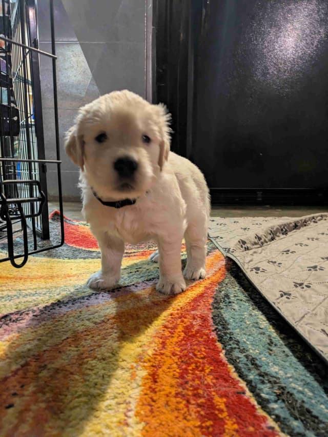 Golden Retriever Puppies media 10