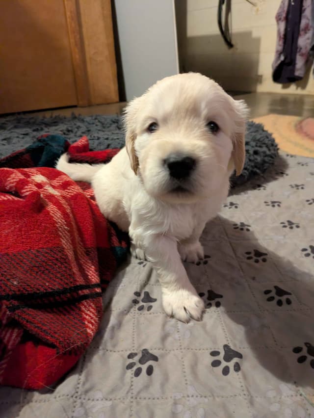 Golden Retriever Puppies media 11