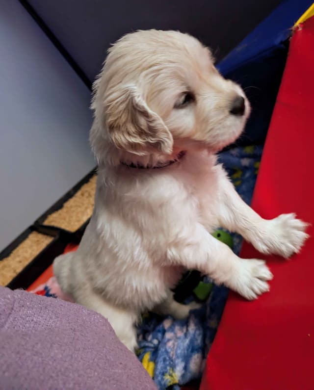 Golden Retriever Puppies media 12