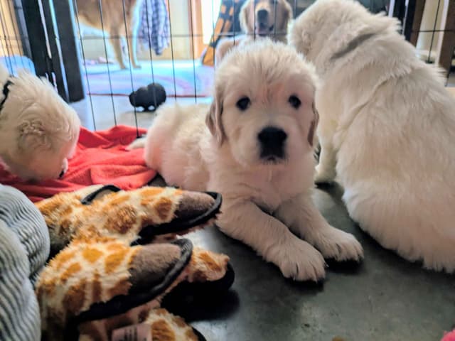 Golden Retriever Puppies media 13