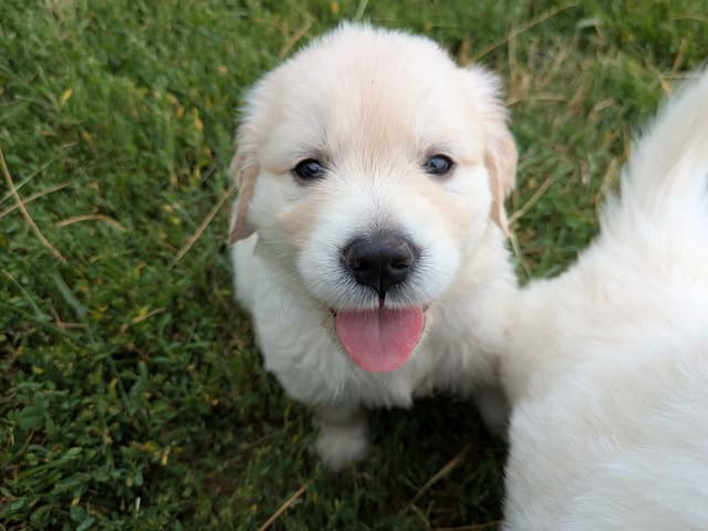 Golden Retriever Puppies media 14