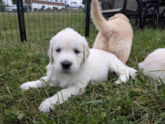 Golden Retriever Puppies media 15