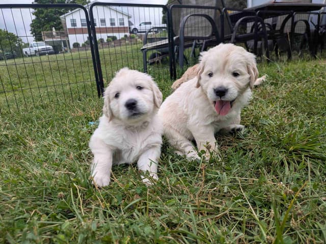 Golden Retriever Puppies media 16