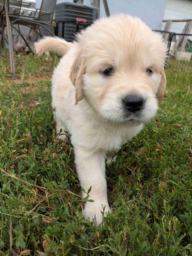 Golden Retriever Puppies media 18