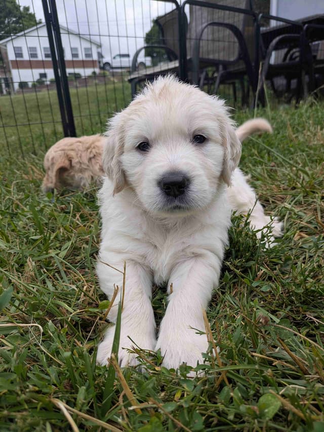 Golden Retriever Puppies media 17