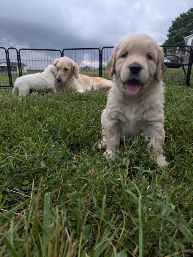 Golden Retriever Puppies media 19