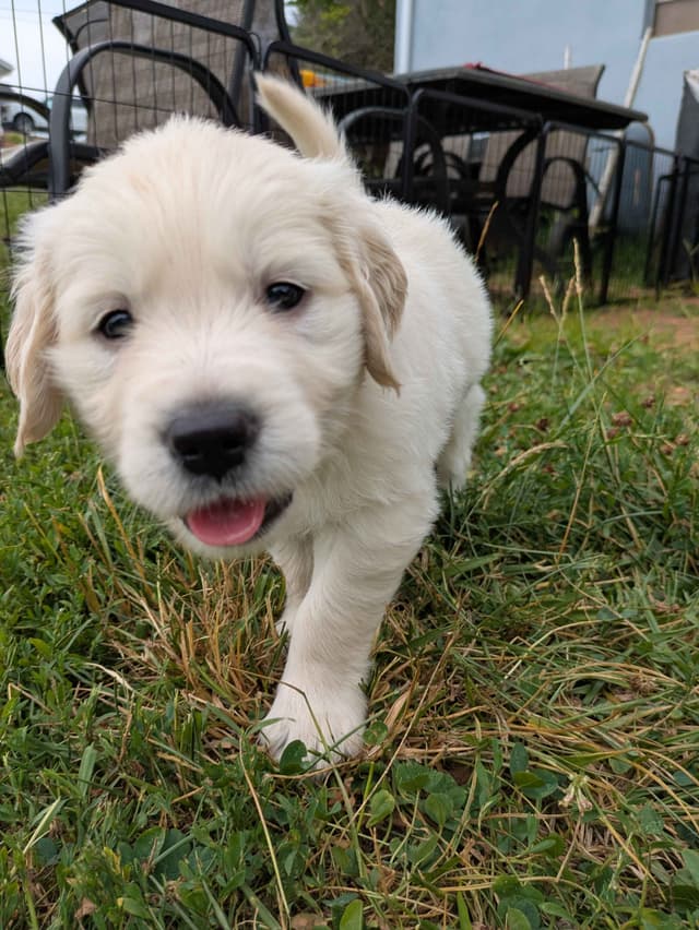 Golden Retriever Puppies media 20