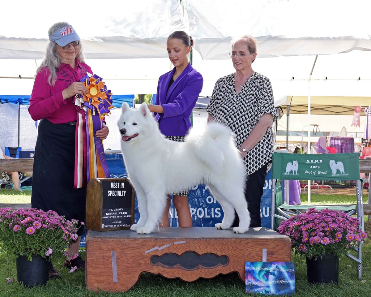 Samoyed Puppies breeder image 2