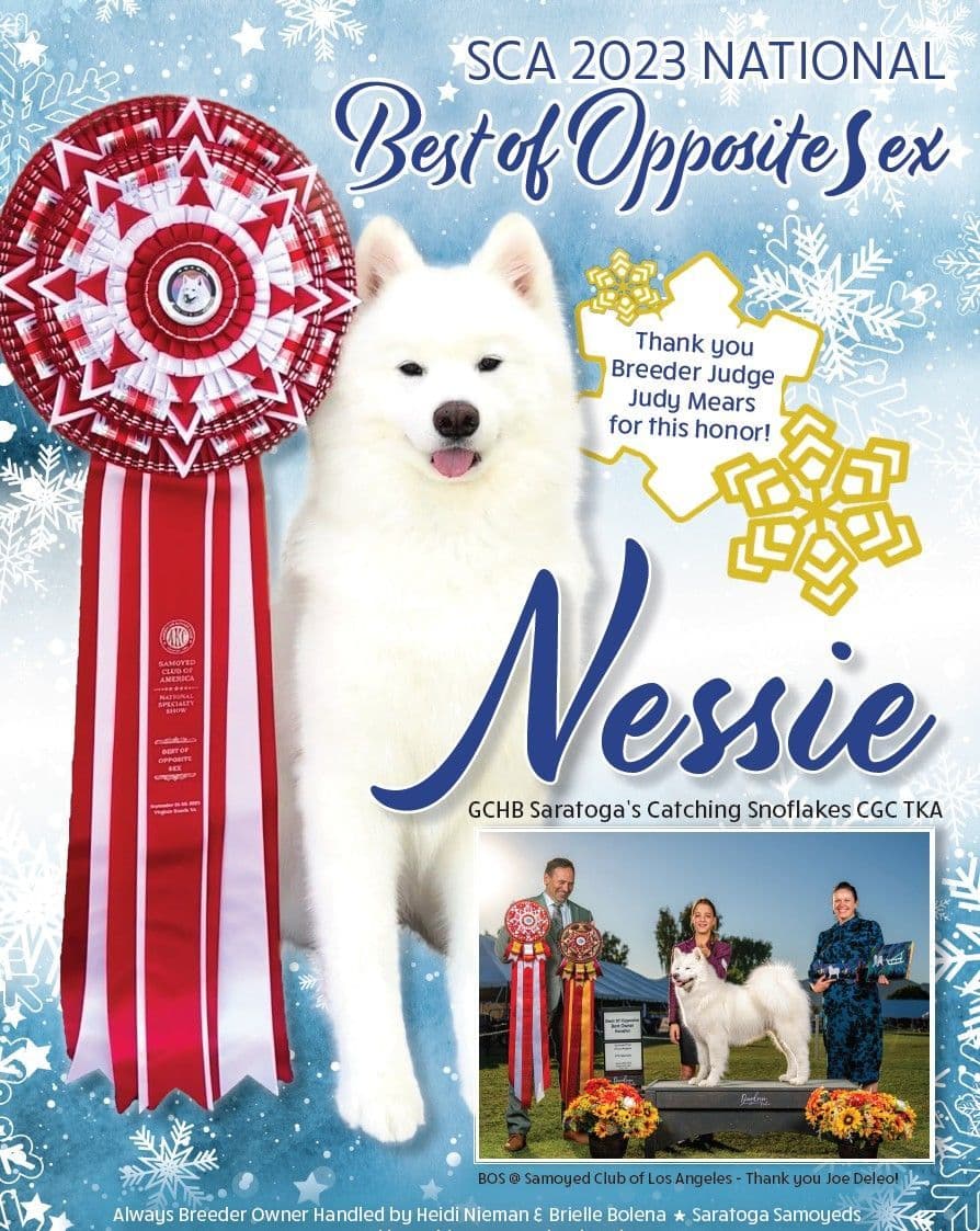Samoyed Puppies breeder image 4