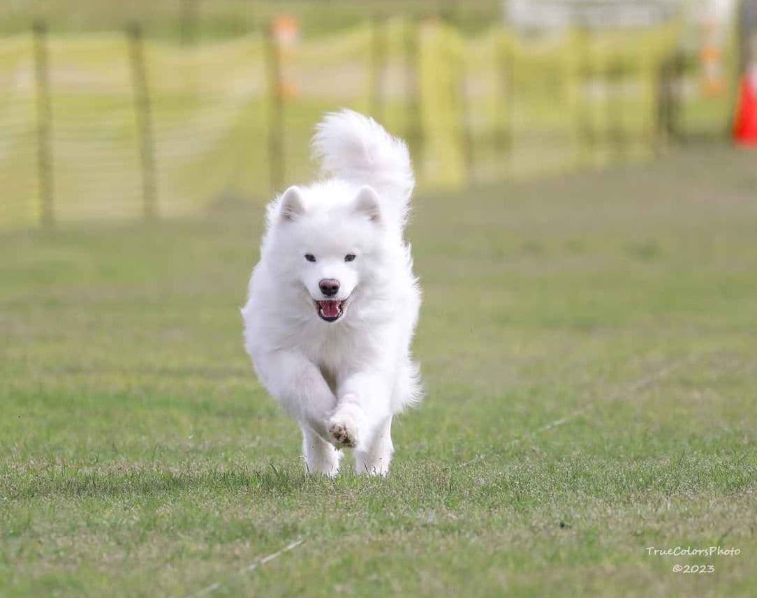 Samoyed Puppies breeder image 1