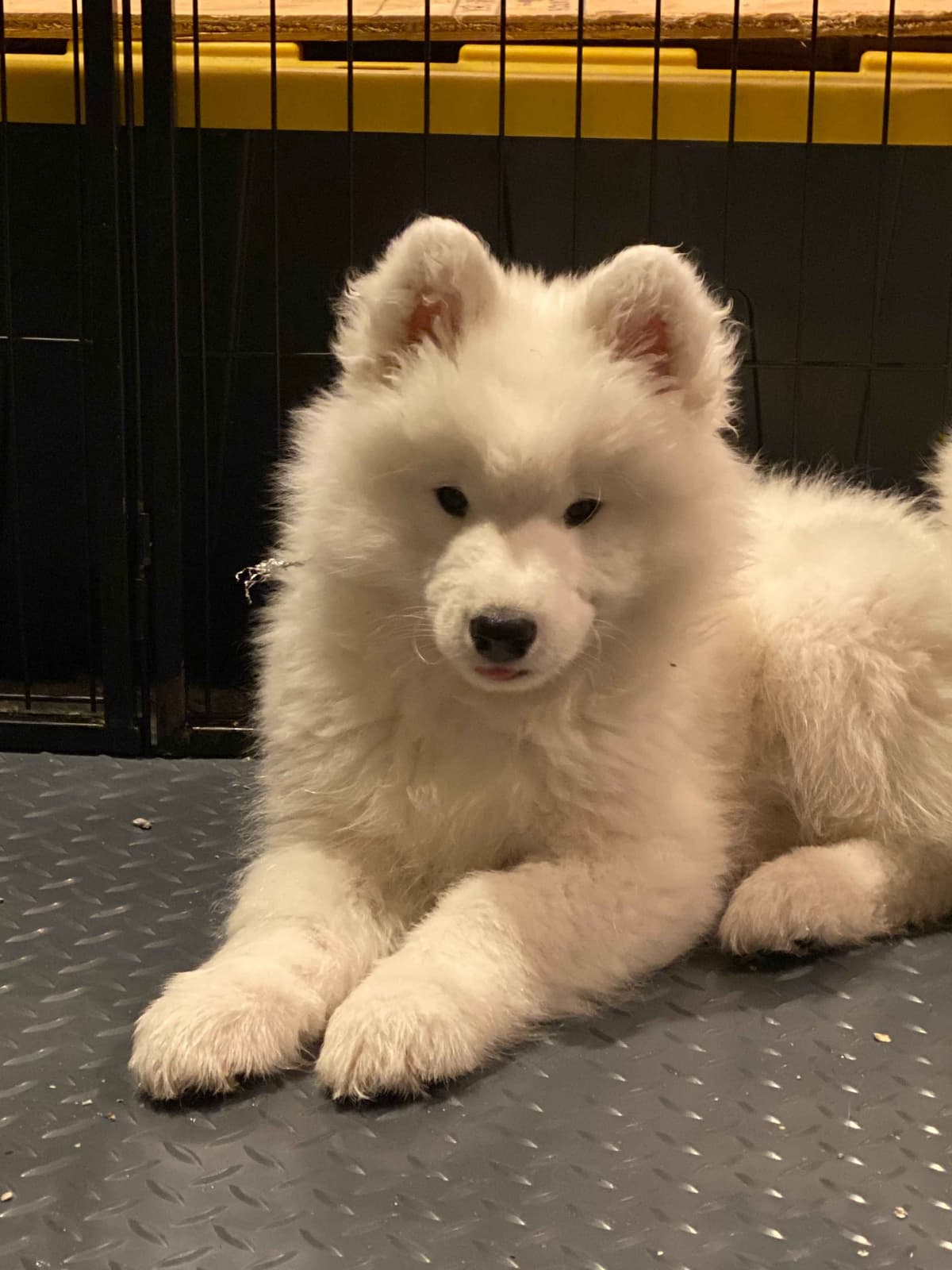 Samoyed Puppies breeder image 5