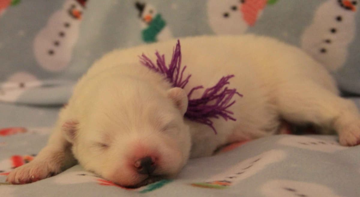 Samoyed Puppies breeder image 6