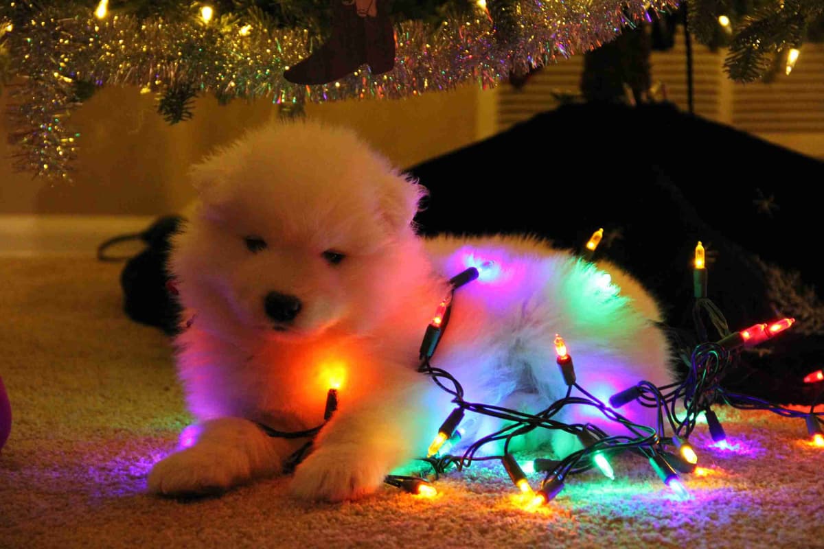 Samoyed Puppies breeder image 7