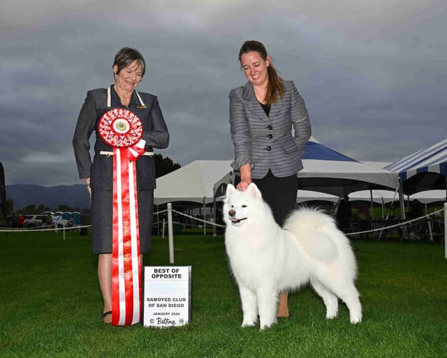Samoyed Puppies media 2