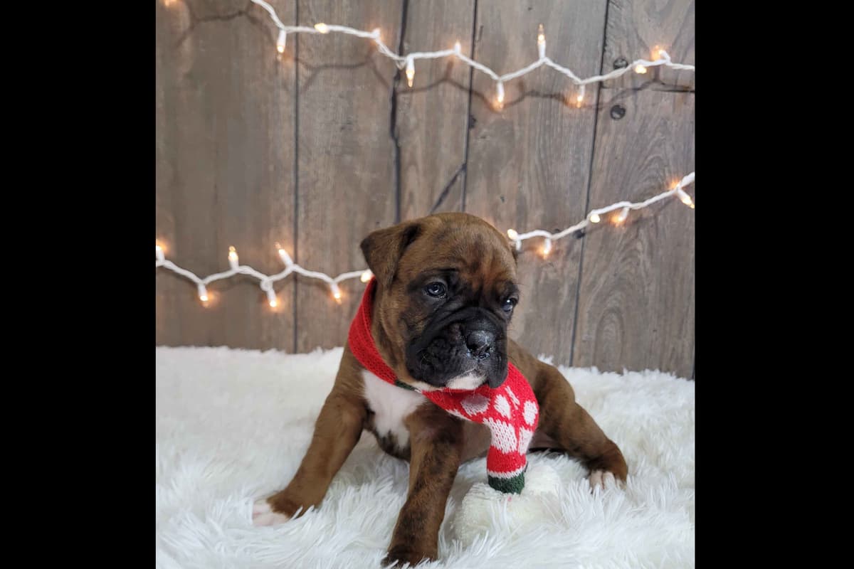 Shih Tzu Puppies breeder image 4