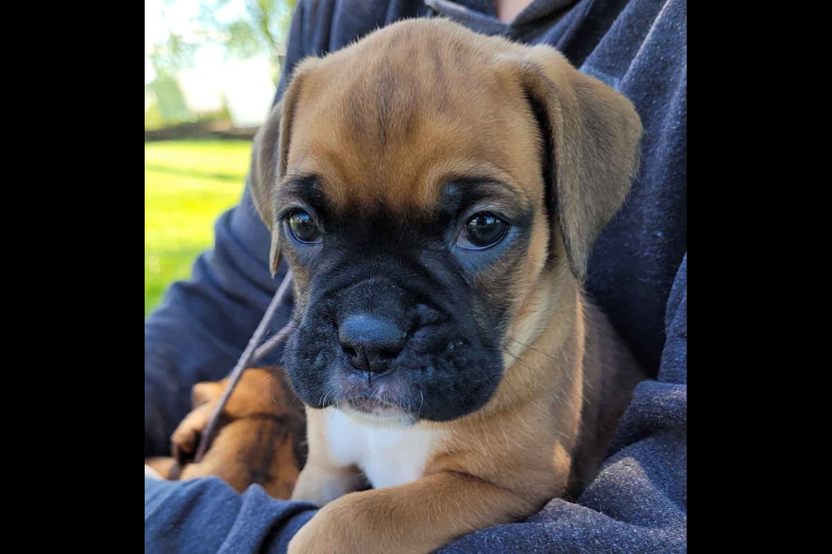 Shih Tzu Puppies breeder image 5