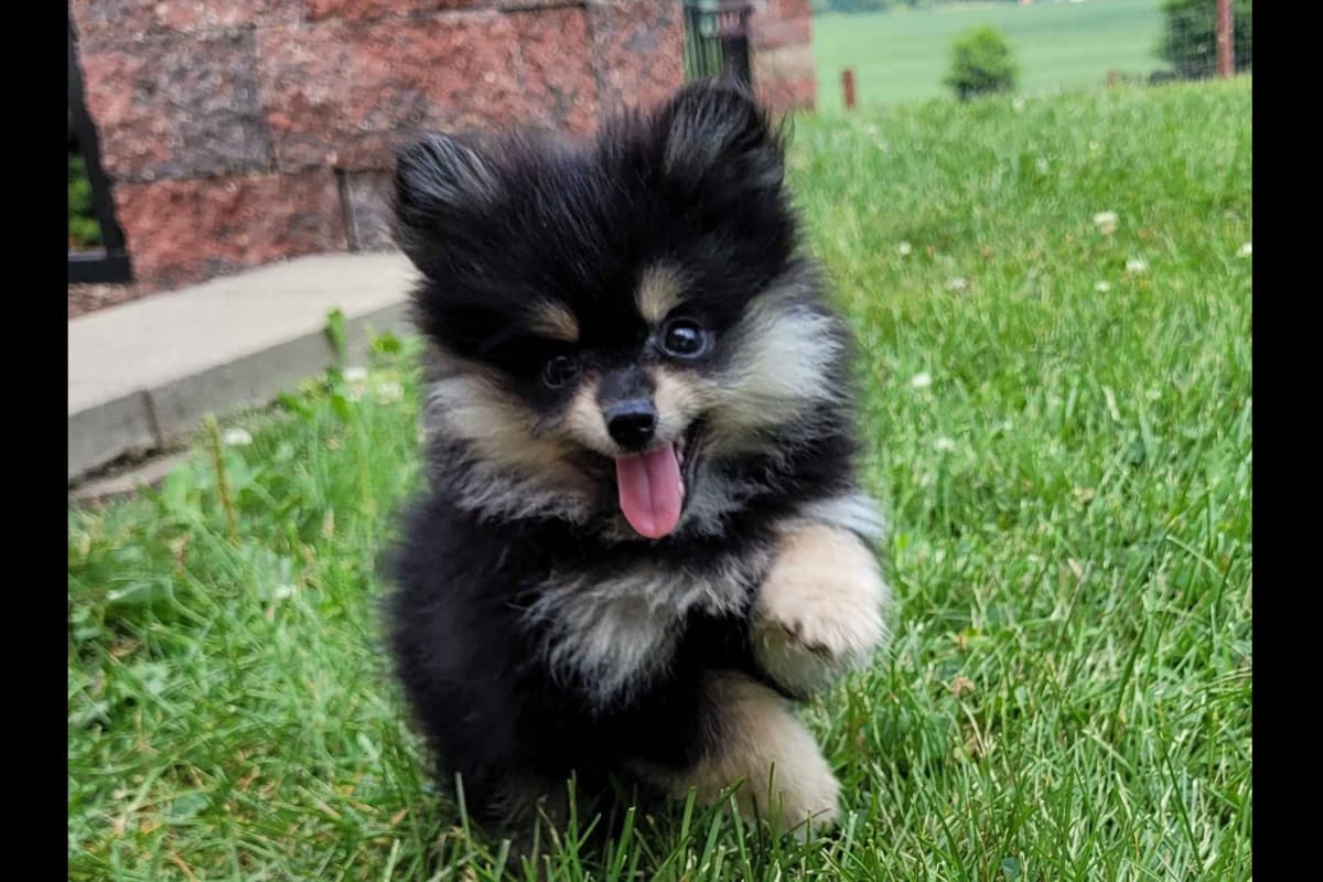 Shih Tzu Puppies breeder image 6