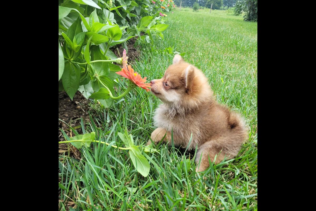 Shih Tzu Puppies breeder image 7