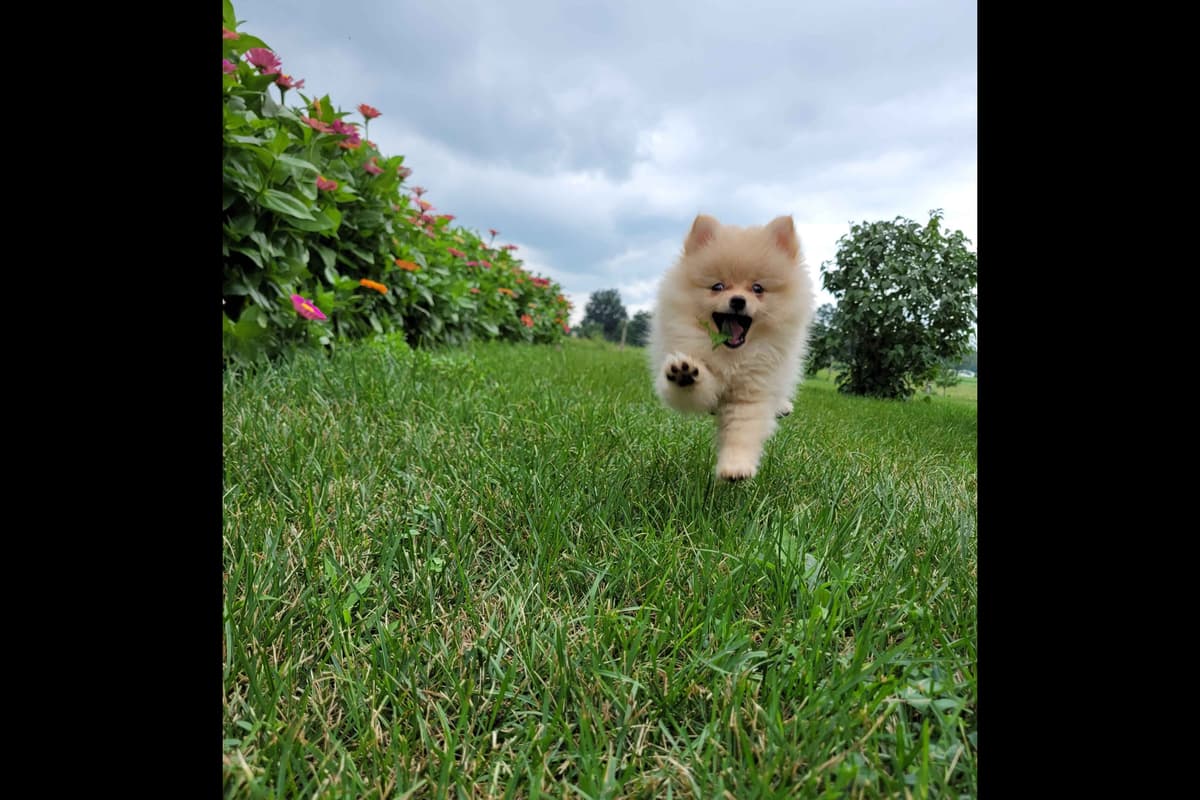 Shih Tzu Puppies breeder image 8
