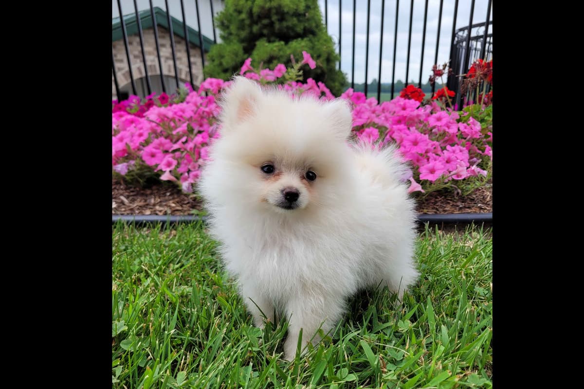 Shih Tzu Puppies breeder image 10