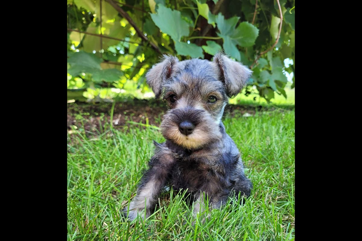 Shih Tzu Puppies breeder image 12