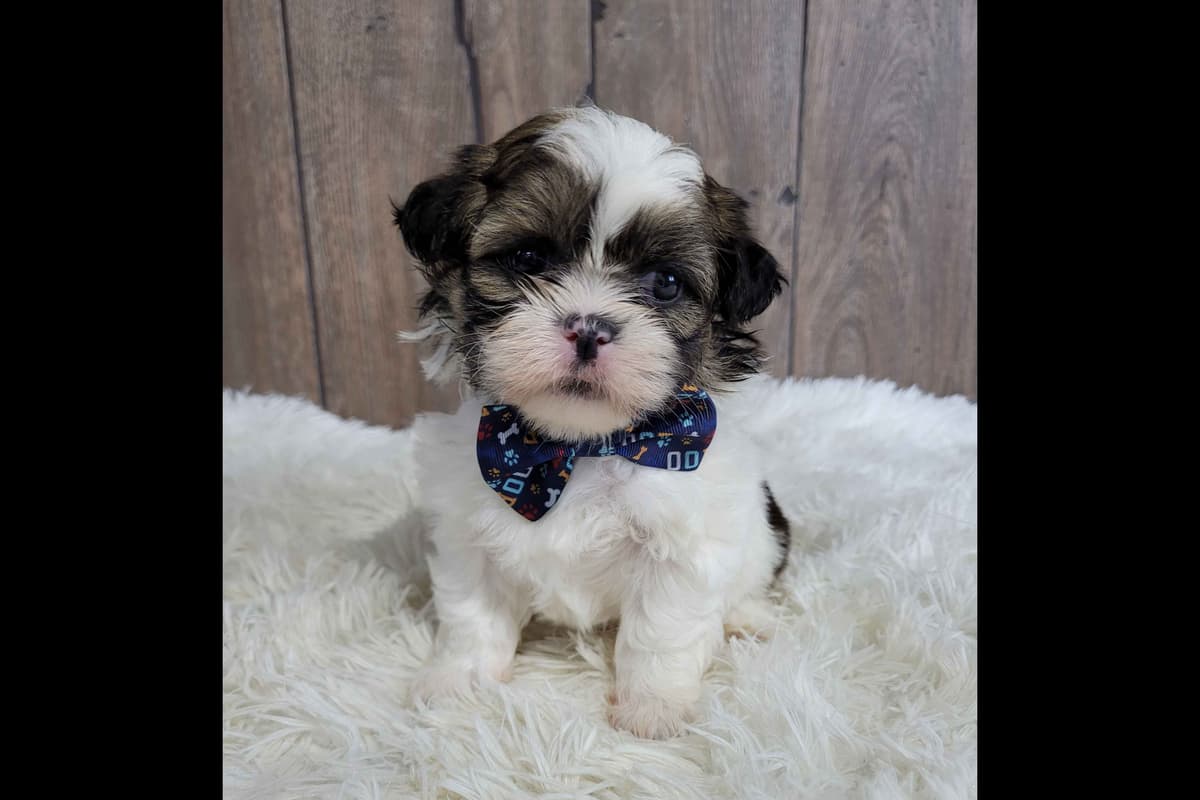 Shih Tzu Puppies breeder image 13