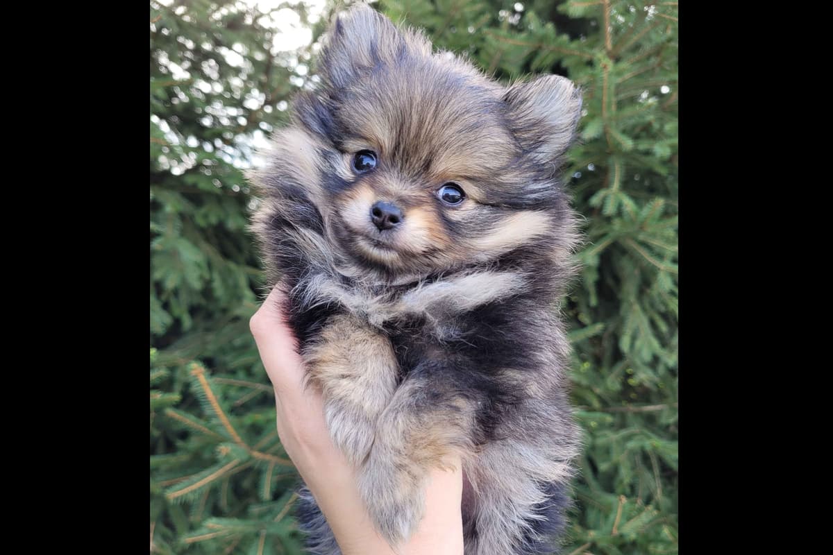 Shih Tzu Puppies breeder image 16