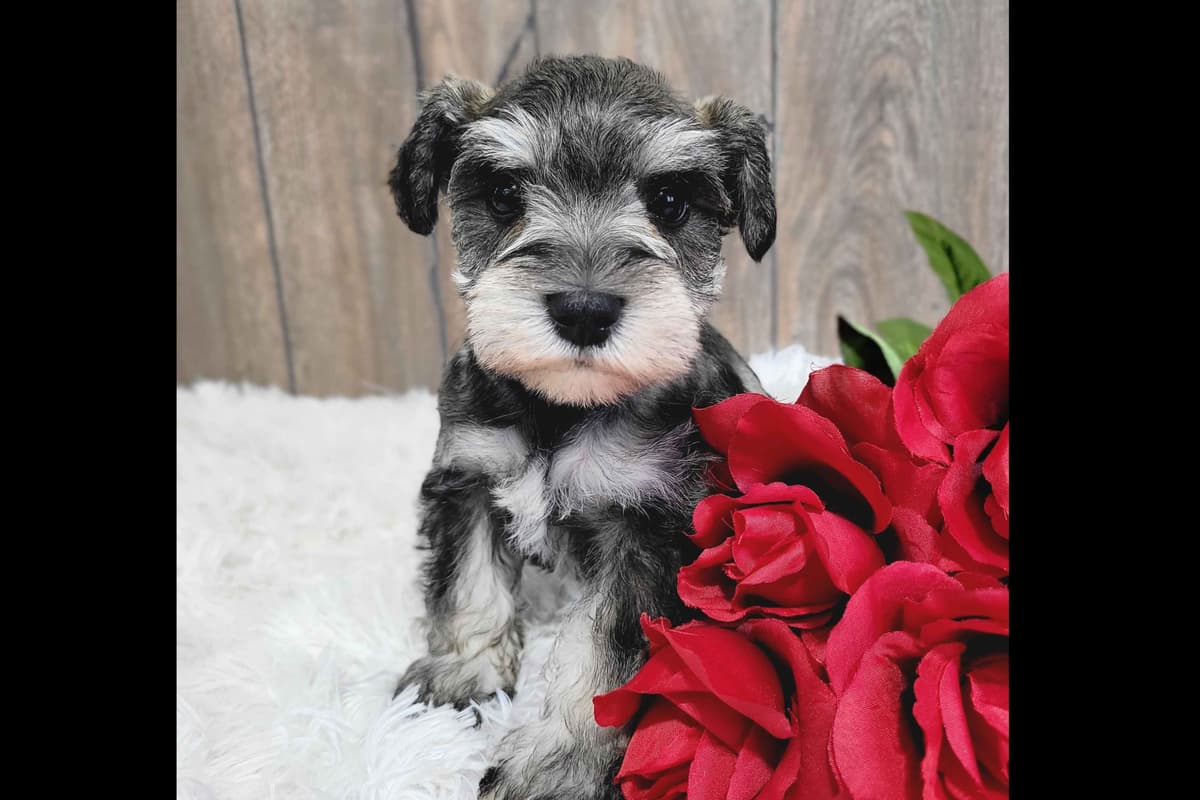 Shih Tzu Puppies breeder image 19