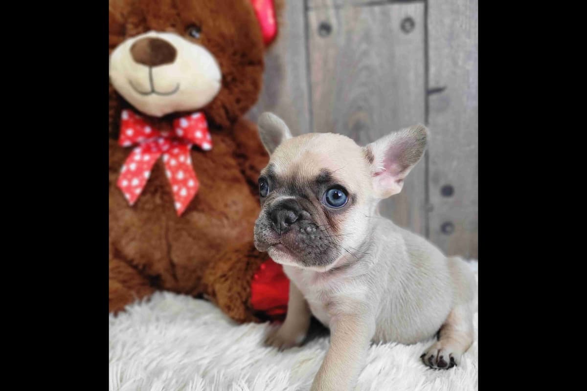 Shih Tzu Puppies breeder image 22