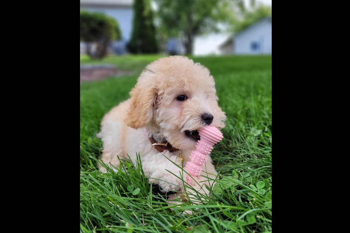 Shih Tzu Puppies breeder image 23