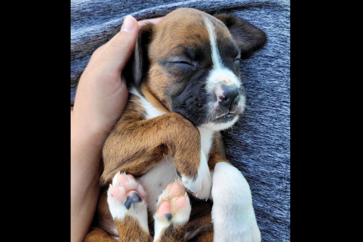 Shih Tzu Puppies breeder image 24