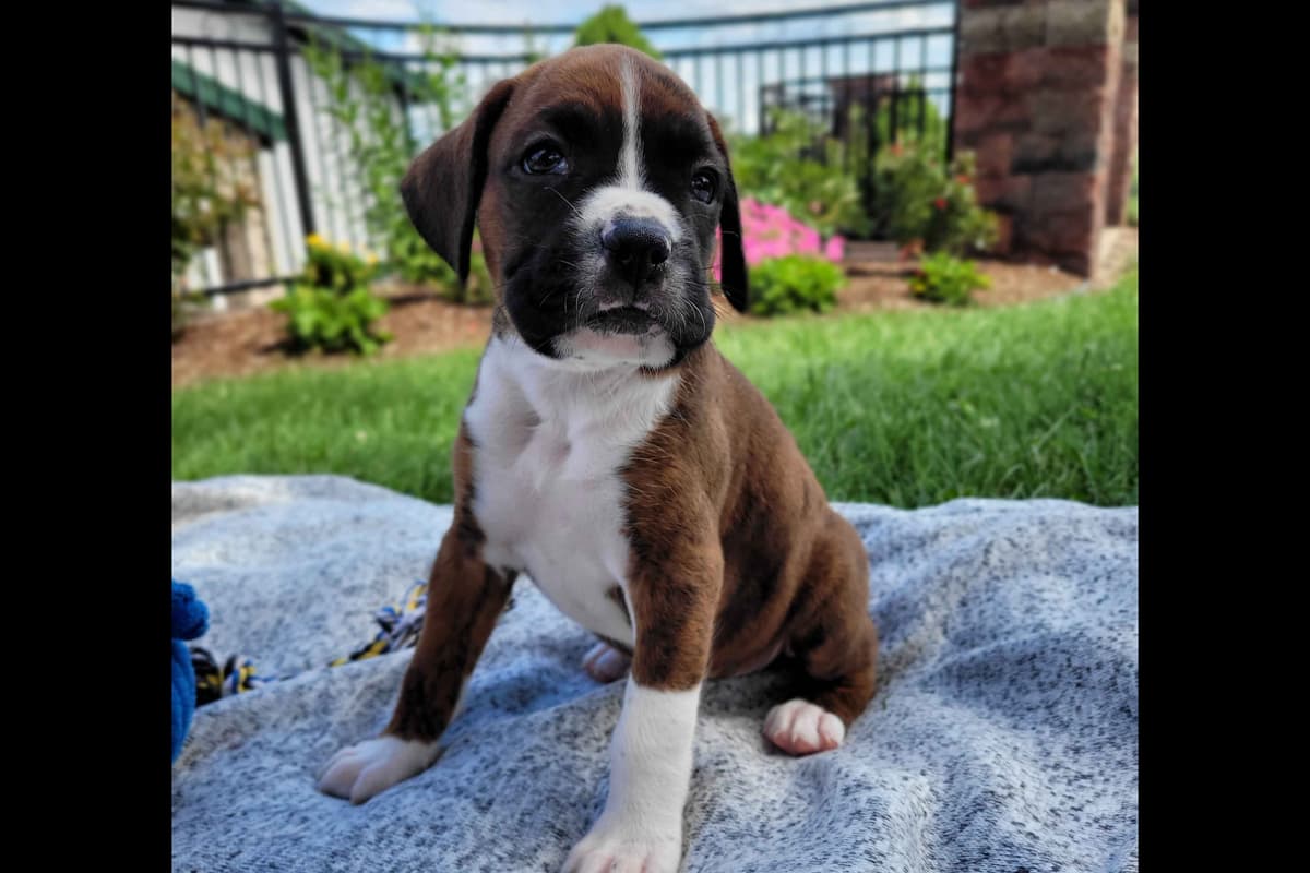 Shih Tzu Puppies breeder image 25